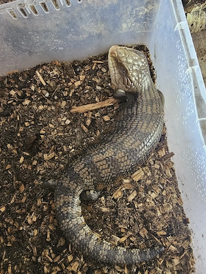 Trächtiges Blauzungenskink-Weibchen abzugeben Bild 1