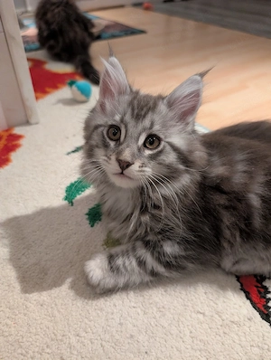 Main Coon Babys ohne Stammbaum  Bild 4
