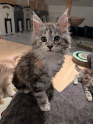 Main Coon Babys ohne Stammbaum  Bild 2