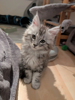 Main Coon Babys ohne Stammbaum 