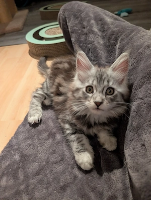 Main Coon Babys ohne Stammbaum  Bild 5