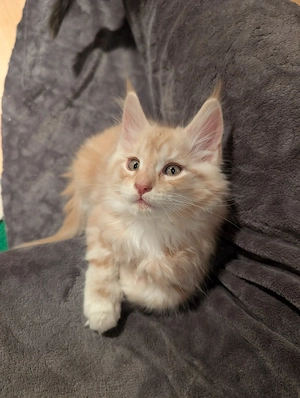 Main Coon Babys ohne Stammbaum  Bild 3