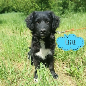 Cezar, zuckersüßer Mudi   Retriever Mix Welpe