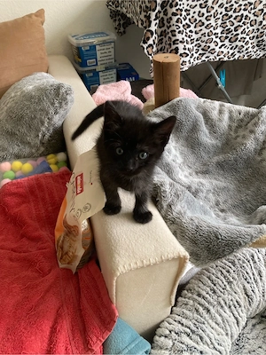 kitten geschwisterchen suchen liebevolles zuhause !!