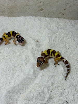 leopardgecko