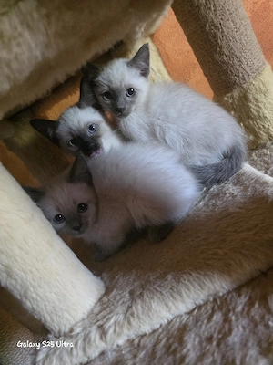 Siamkitten