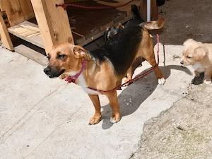 Polpetta sucht ihr Zuhause (noch auf Sardinien)