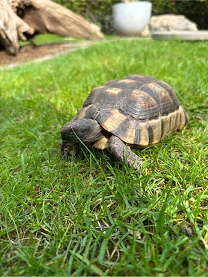 Testudo marginata