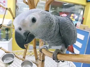 Mawcaw-Papagei 