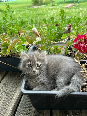 2 Babykätzchen suchen ein neues zu Hause