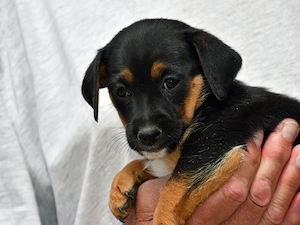 Pippa sucht ihr Zuhause (noch auf Sardinien)