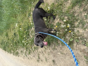 Labrador reinrassig