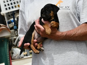 Peppe sucht sein Zuhause (noch auf Sardinien) Bild 3