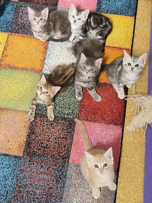 Maine Coon BKH Kitten