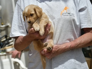 Polo sucht sein Zuhause (noch auf Sardinien)