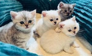 Britisch-Kurzhaar-Kitten suchen ab Sommer 2026 ein liebevolles Zuhause   