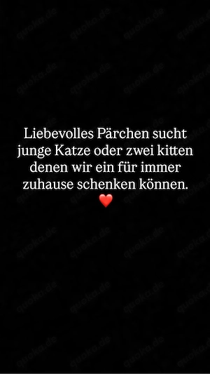 wir suchen eine junge katze oder kitten   