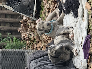 Doggenmix welpen suchen neues zuhause