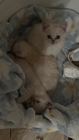 BKH Kitten 