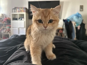 Britisch Kurzhaar Katze, 1 Jahr alt   verantwortungsvolle Adoption