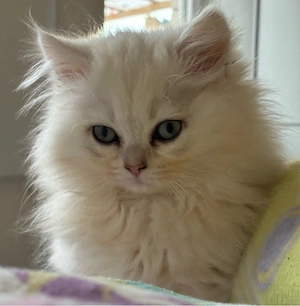 Bkh mix Kitten
