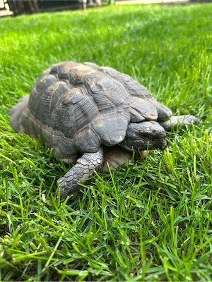 Testudo marginata
