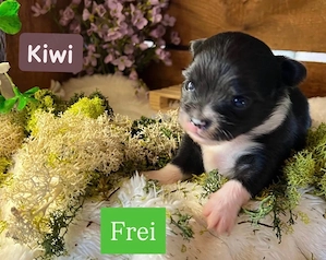 4. süße Chihuahua Pomchi Welpen 