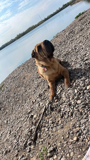 Hund abzugeben 
