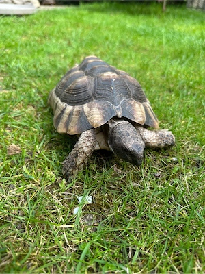 Testudo marginata