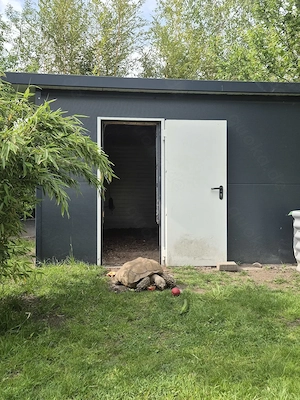 Nehme Sporn- und Pantherschildkröten auf