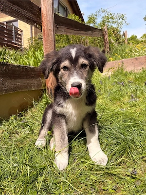 Anouk sucht ihr Zuhause 