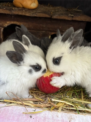 zwergkaninchen Löwenkopfkaninchen handzahm 