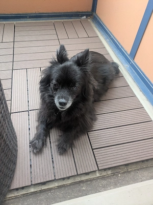 Pomeraniendame 