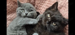 Reinrassige BKH Kitten (Weibchen und Männchen) suchen liebevolles Zuhause