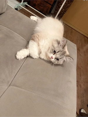 British Langhaar Katze abzugeben. 