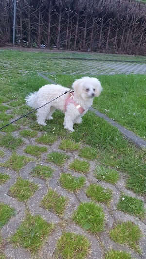 Liebevoller Maltipoo sucht liebevolles Zuhause 