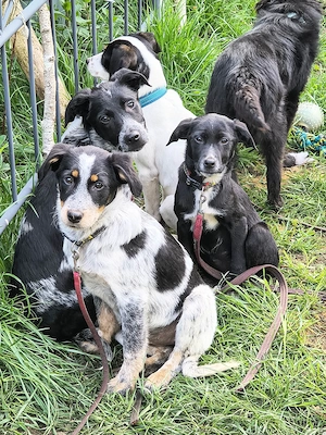 Welpe Rocky und seine Geschwister auf Pflegestelle 27374 Visselhövede, sucht ein Zuhause