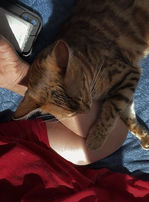 Reinrassige Bengal, Katze