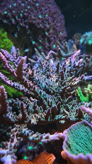 Acropora SPS Meerwasser Koralle