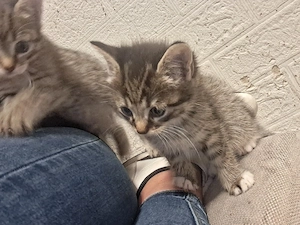 Kitten abzugeben