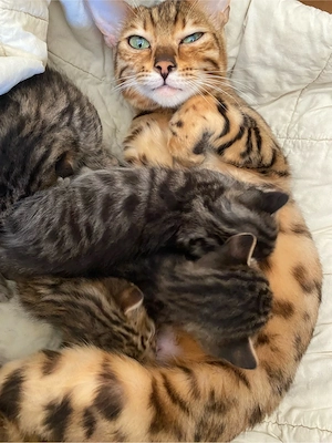 2 Bengal - Mix Kätzchen suchen ein Zuhause Bild 3