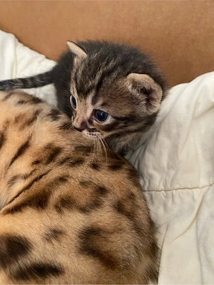 Bengal - Mix Kätzchen 