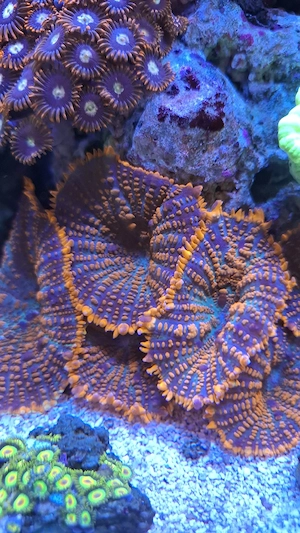 Scheibenanemone Meerwasser Koralle