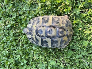 Griechische Landschildkröten NZ 2020