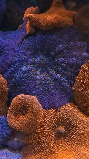 Scheibenanmeone Rot Blau Meerwasser Koralle