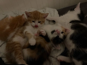 Süße kitten suchen neues zuhause   
