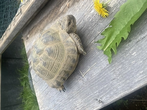 Adulte Männliche Vierzehen Landschildkröte, Testudo horsfieldii