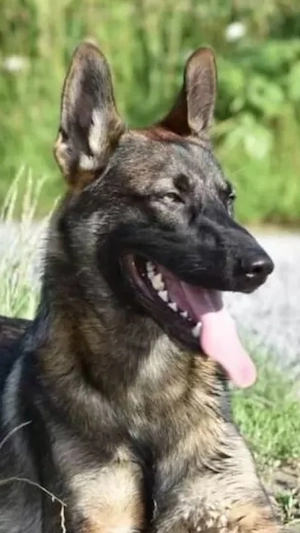 Schäferhund Welpen DDR Linie Bild 3