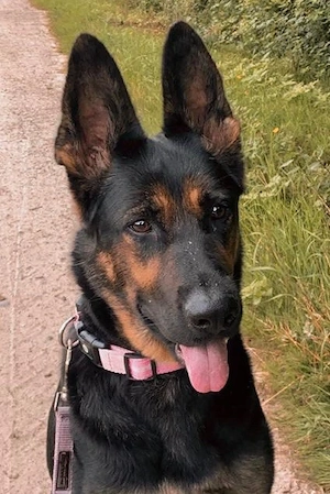Schäferhund Welpen DDR Linie Bild 2
