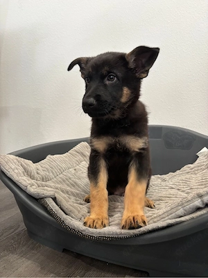 Schäferhund Welpen DDR Linie